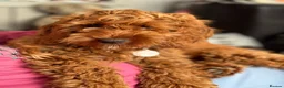 Cockapoo dogs for sale: SHOW TYPE MINIATURE F1 COCKAPOO PUPPIES - Advert 21