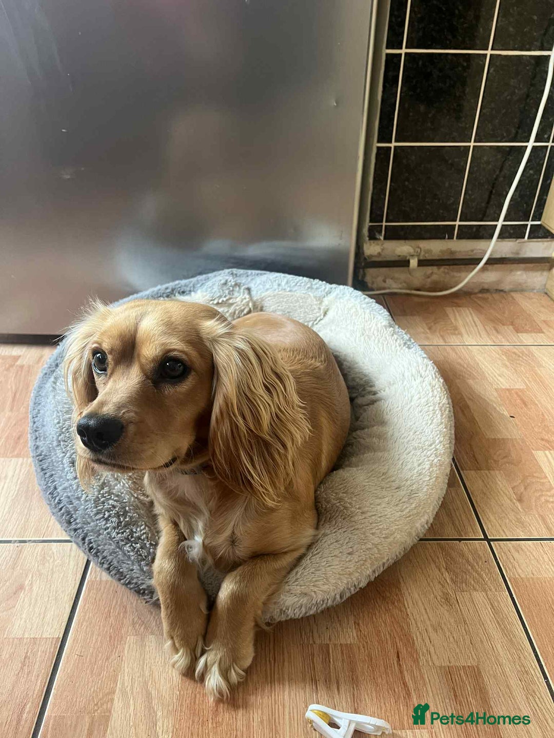 Cocker Spaniel dogs for sale: Selling the puppy name Max - Image 3