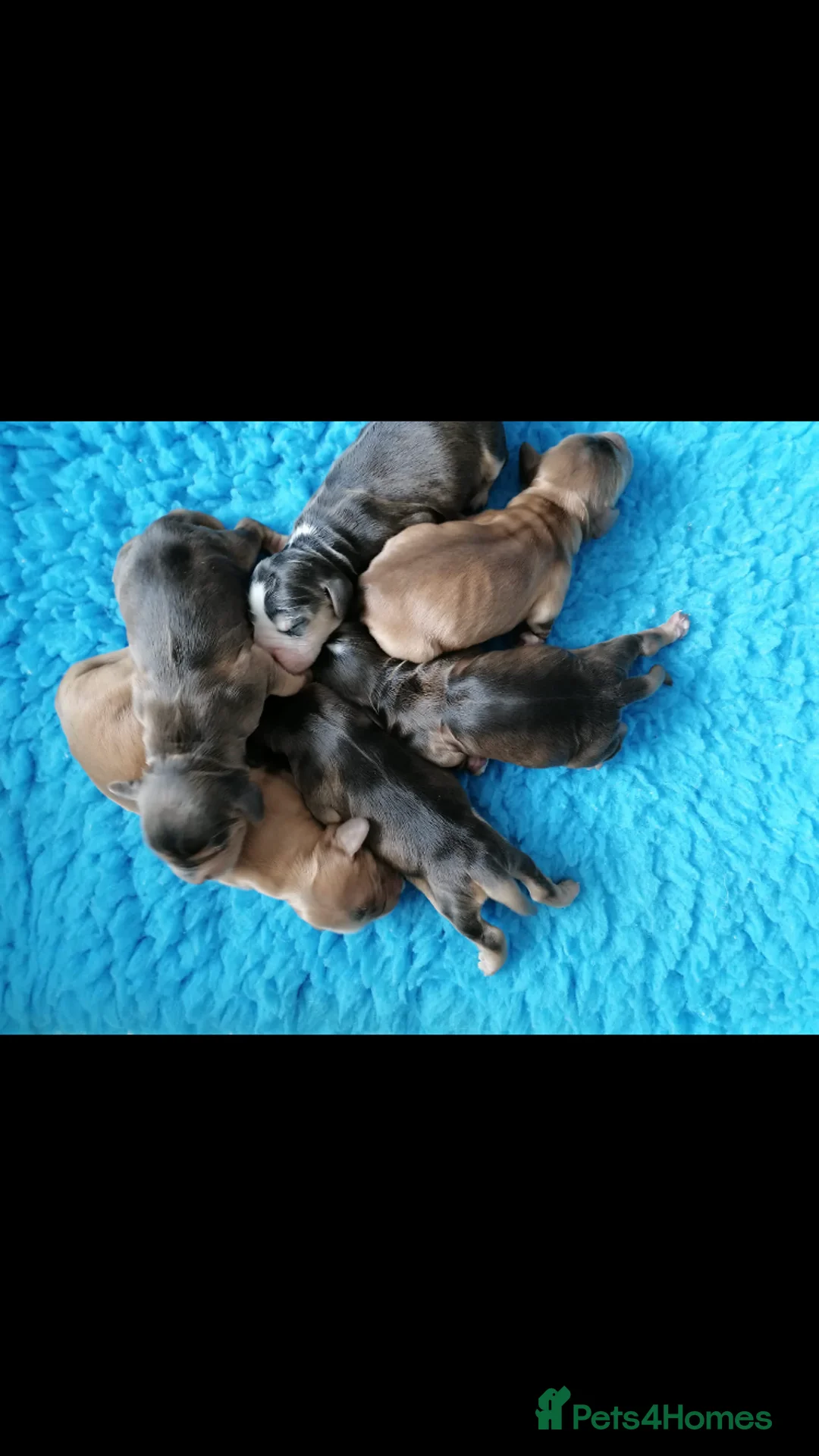 Cocker Spaniel dogs for stud: Proven KC Reg Show Cocker Spaniel Stud in Leicester - Advert 16