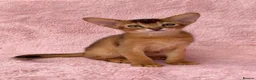 Abyssinian cats for sale: Gorgeous Abyssinian ruddy girls🤎❤️ - Advert 11