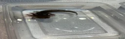 Axolotl reptiles for sale: Axolotl Jeuveniles  - Advert 17