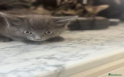 Mixed Breed cats for sale: Beautiful Kittens for sale  - Image 9