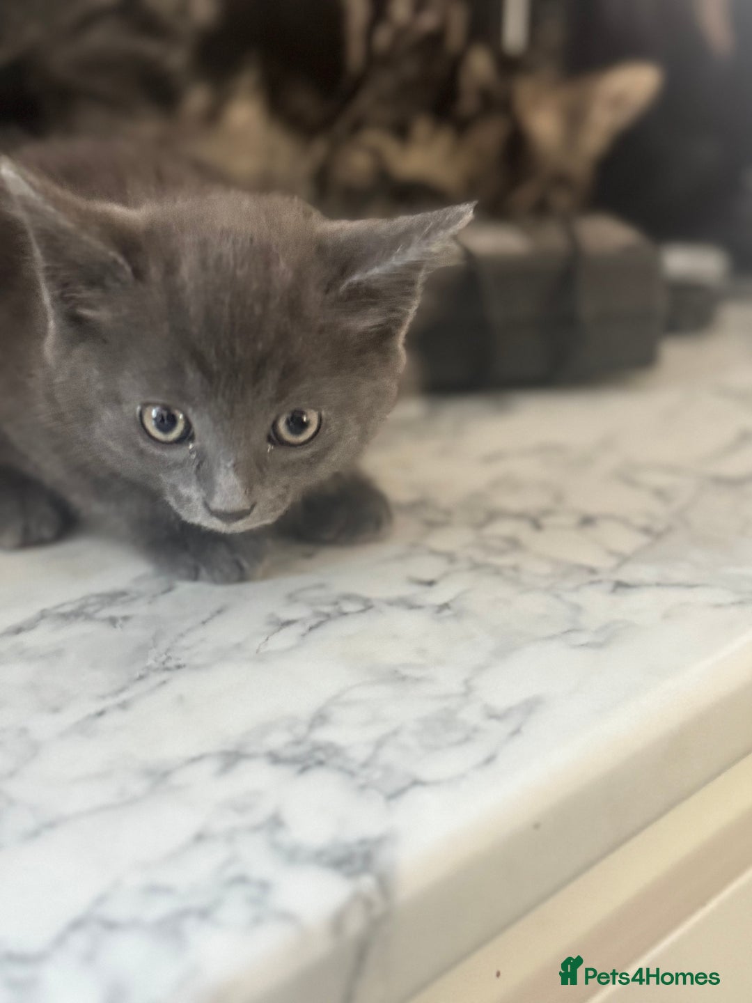 Mixed Breed cats for sale: Beautiful Kittens for sale  - Image 9
