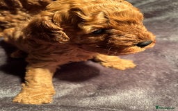 Cavapoo dogs for sale: Cavapoo puppies  - Image 5