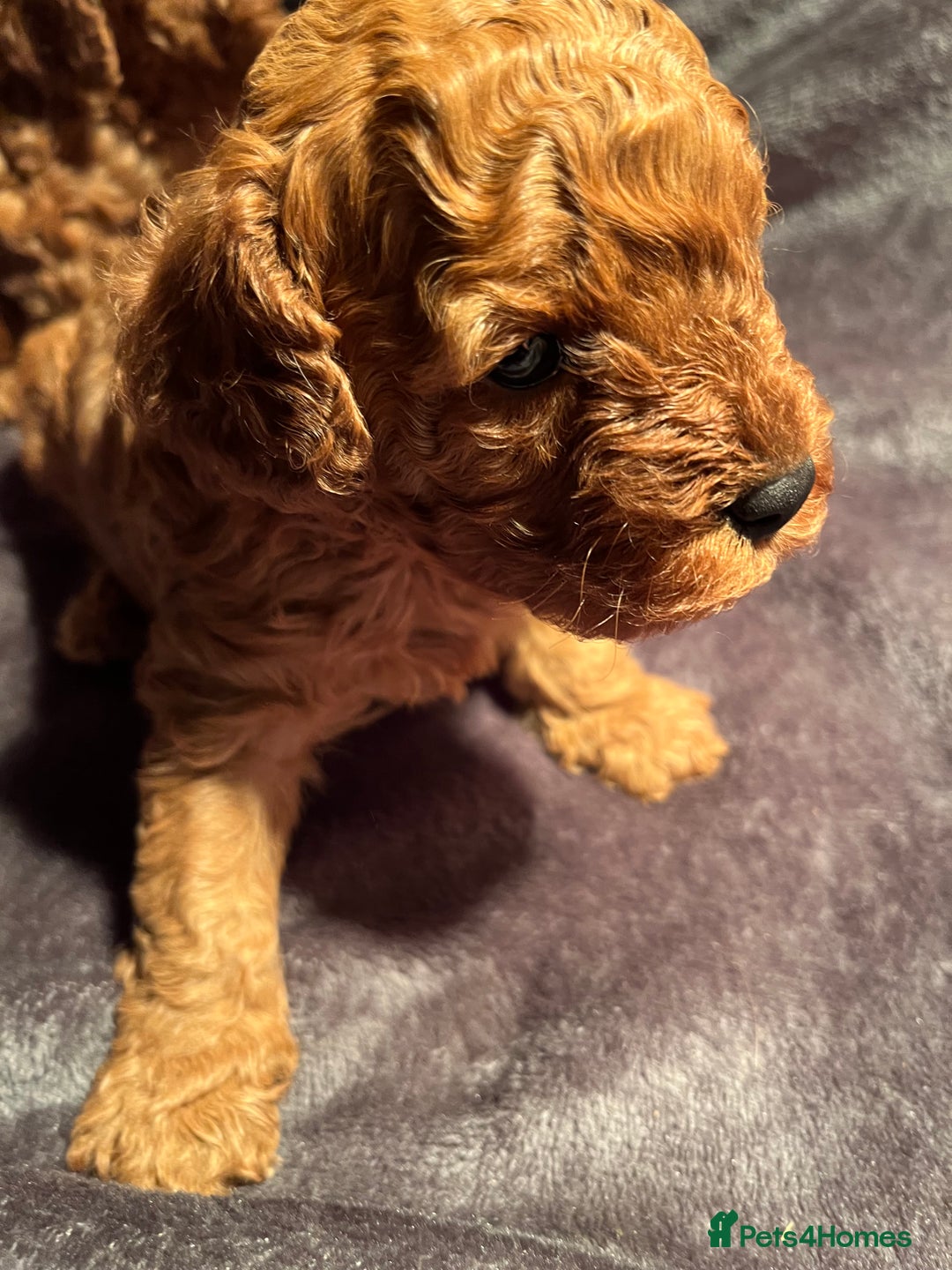 Cavapoo dogs for sale: Cavapoo puppies  - Image 5