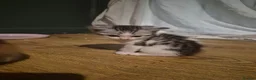 Mixed Breed cats for sale: 5 beautiful kittens  in Witham - Advert 6