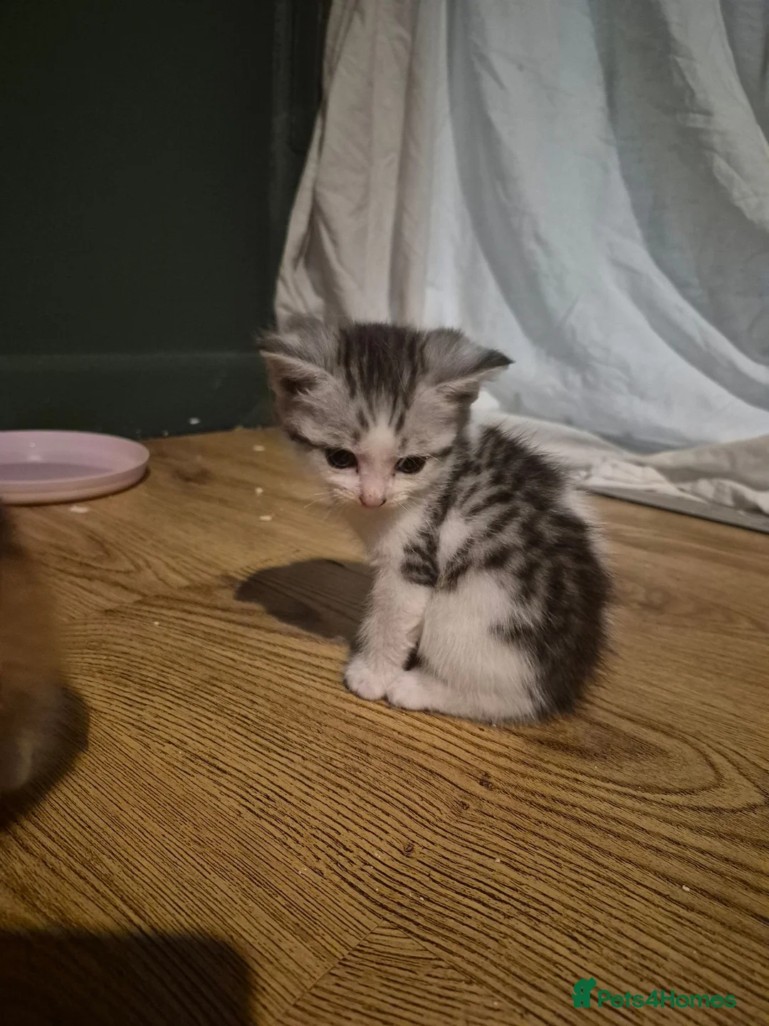 Mixed Breed cats for sale: 5 beautiful kittens  in Witham - Advert 6