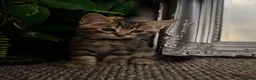 Mixed Breed cats for sale: Mixed Breed Tabby Kittens in Askam-in-Furness - Advert 8