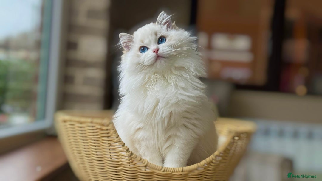 Ragdoll cats for sale: Ready to go active seal lynx girl  - Advert 1