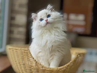 Ragdoll cats Ready to go active OR SPAYED pet seal lynx girl - Advert 9