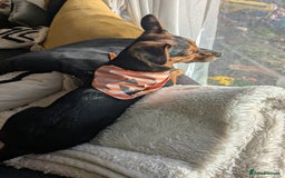 Patterjack dogs for sale: Rosie  - Advert 3