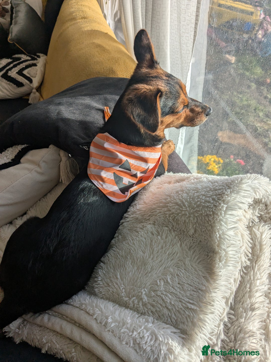 Patterjack dogs for sale: Rosie  - Advert 3