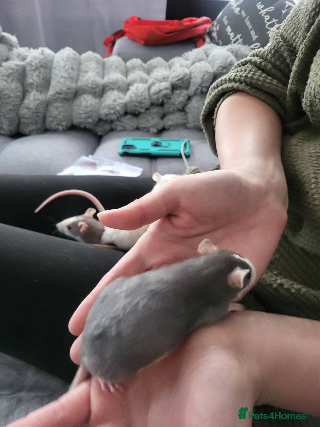 Rat rodents for sale: Mixed baby rats  - Advert 8