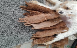 Cavapoo dogs for sale: Cavapoos pups amazing coulers  - Image 2