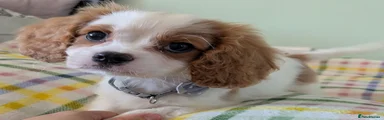 Charlie (Tres)
