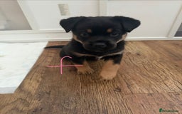 Mixed Breed dogs for sale: HuskyGerman/Rotweiler mixed breed puppies for sale - Advert 19