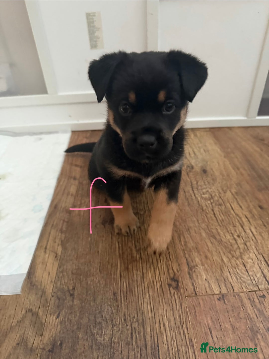 Mixed Breed dogs for sale: HuskyGerman/Rotweiler mixed breed puppies for sale - Advert 19