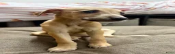 Whippet dogs for sale: WHIPPET PUPPIES  - Advert 39