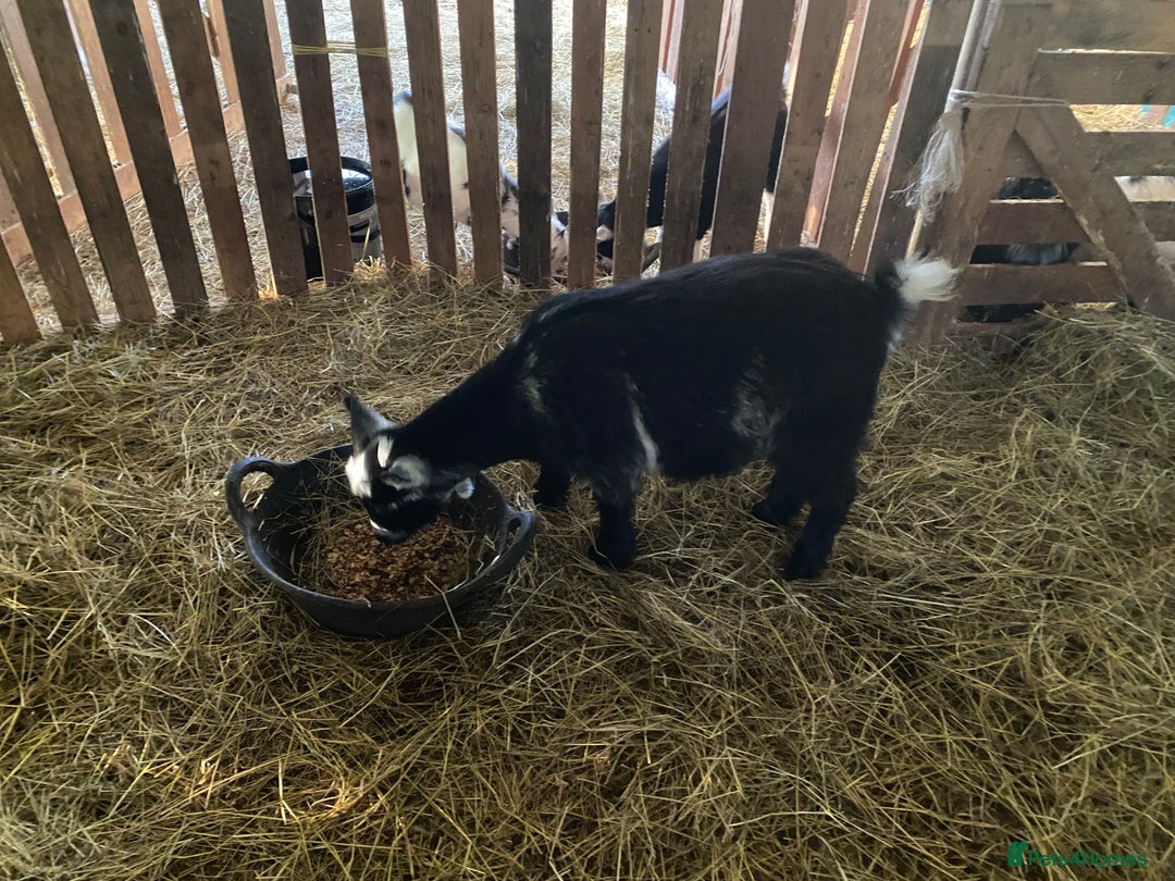 Goats livestock for sale: Flock of Pigmy goats for sale - Advert 15