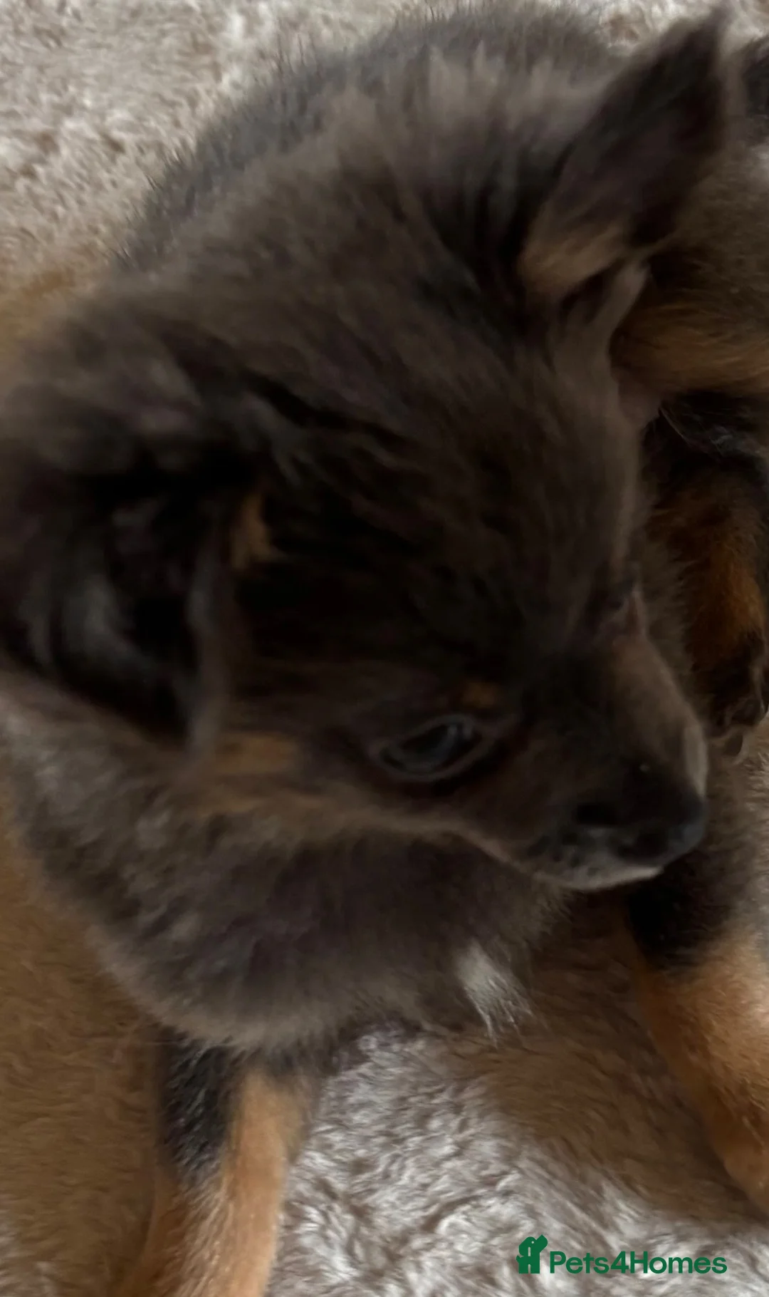 Chihuahua dogs for sale: Stunning unique blue female Chihuahua  - Advert 2