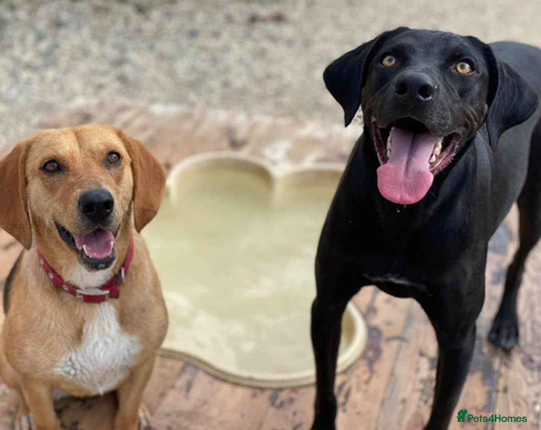 Labrador Retriever dogs for adoption: Joey - waiting over 3 years for a home - Image 5