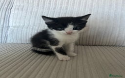 Domestic Shorthair cats for sale: Kittens looking for their forever home  - Image 2