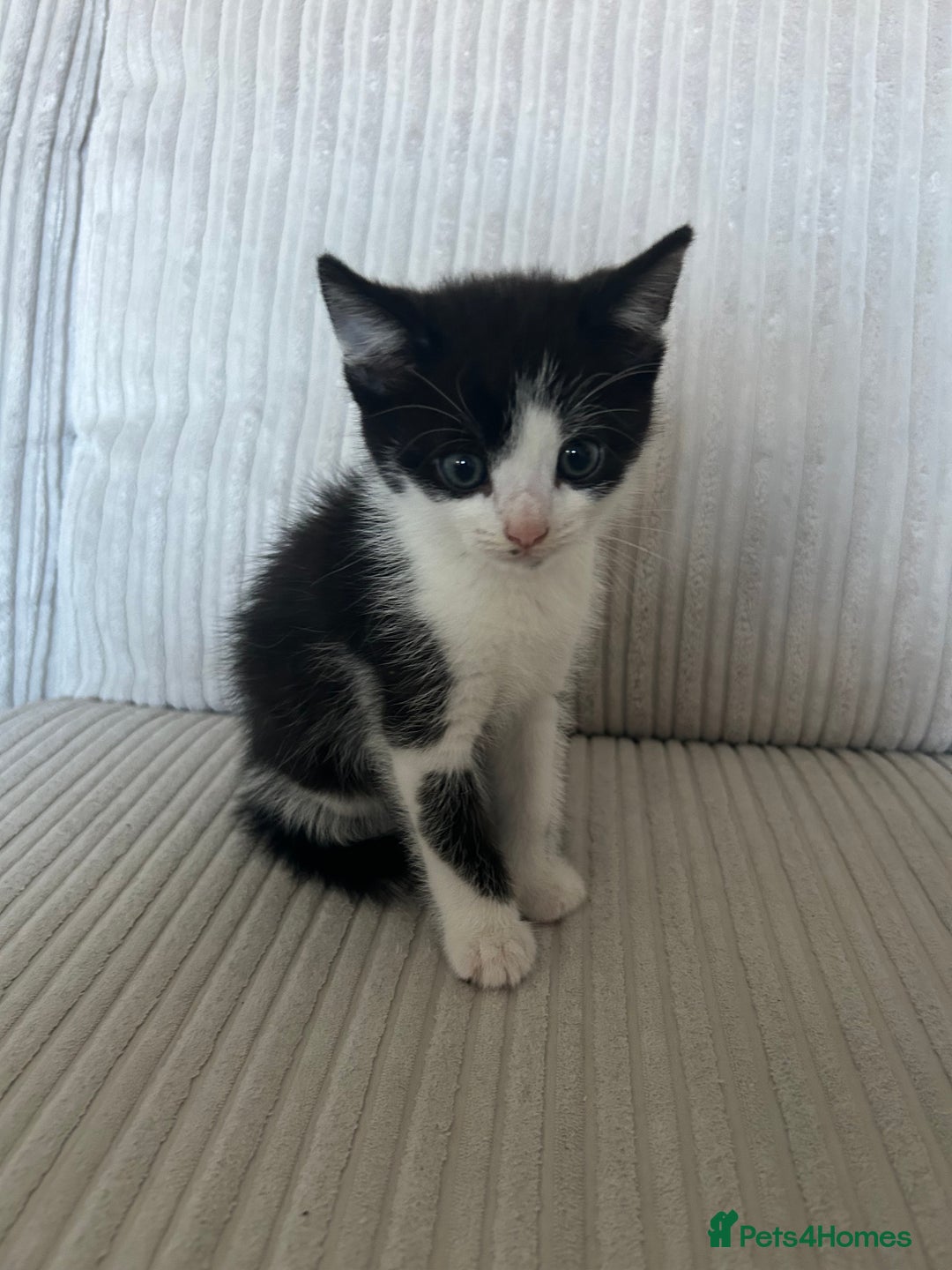 Domestic Shorthair cats for sale: Kittens looking for their forever home  - Image 2