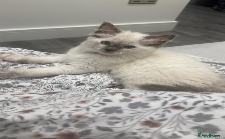 Ragdoll cats - Advert 8