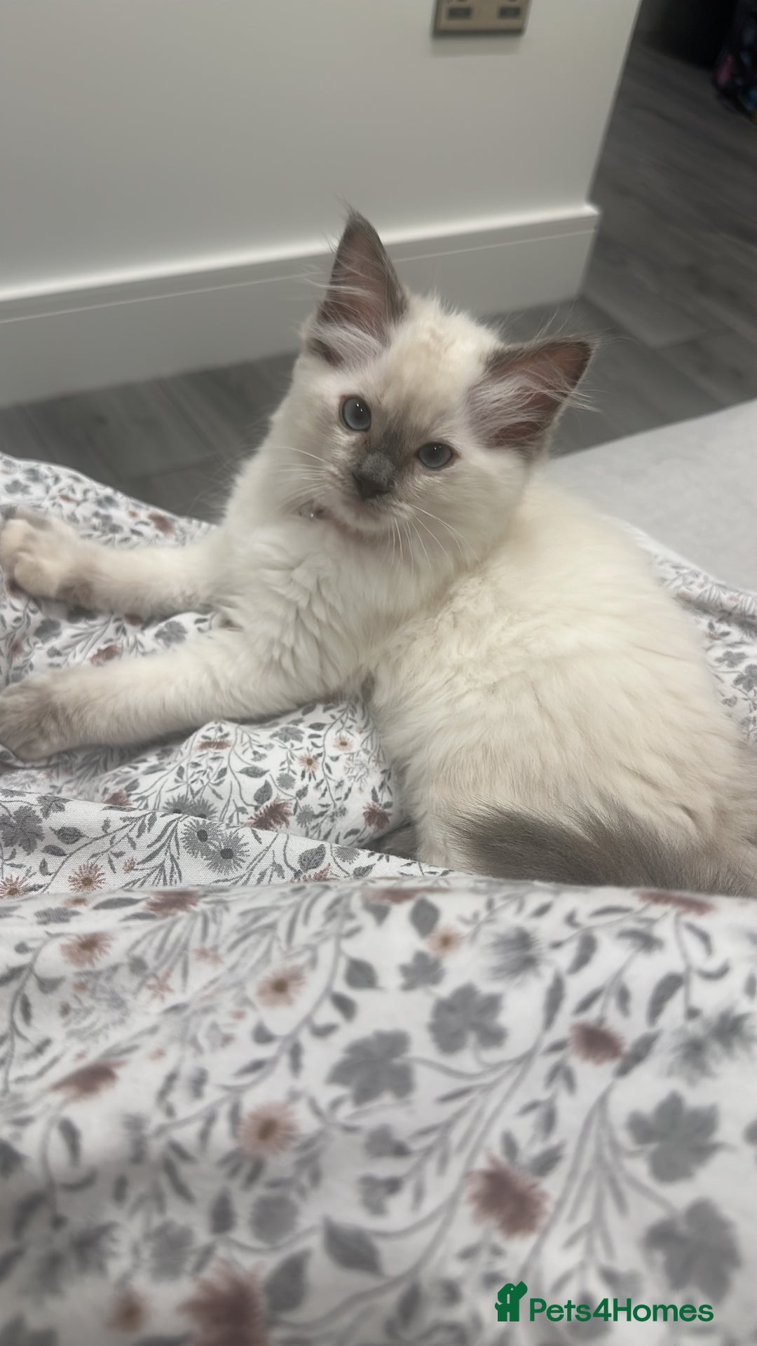 Ragdoll cats for sale: Ragdoll blue point  - Image 1