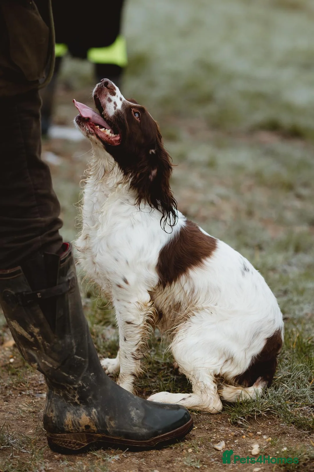 English Springer Spaniel dogs for sale: English Springer Spaniel Pups - Advert 2