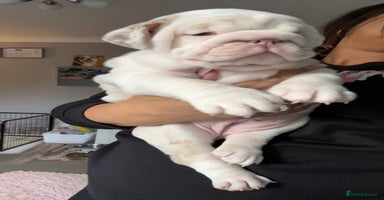 English Bulldog dogs Last English bulldog puppy  ***10/10DNA - Advert 2