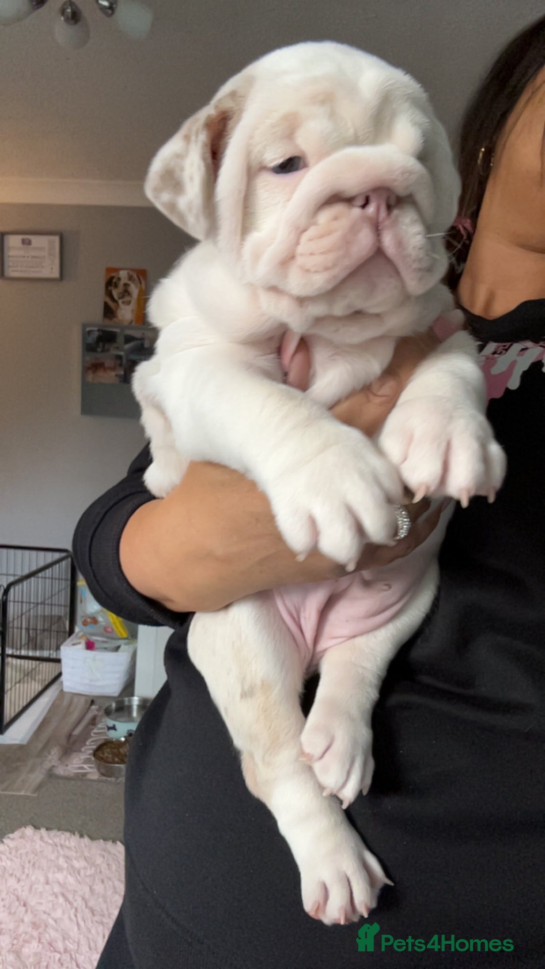 English Bulldog dogs for sale: Last Female English bulldog puppy  - Advert 9