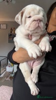 English Bulldog dogs Last English bulldog puppy ***10/10DNA - Advert 6