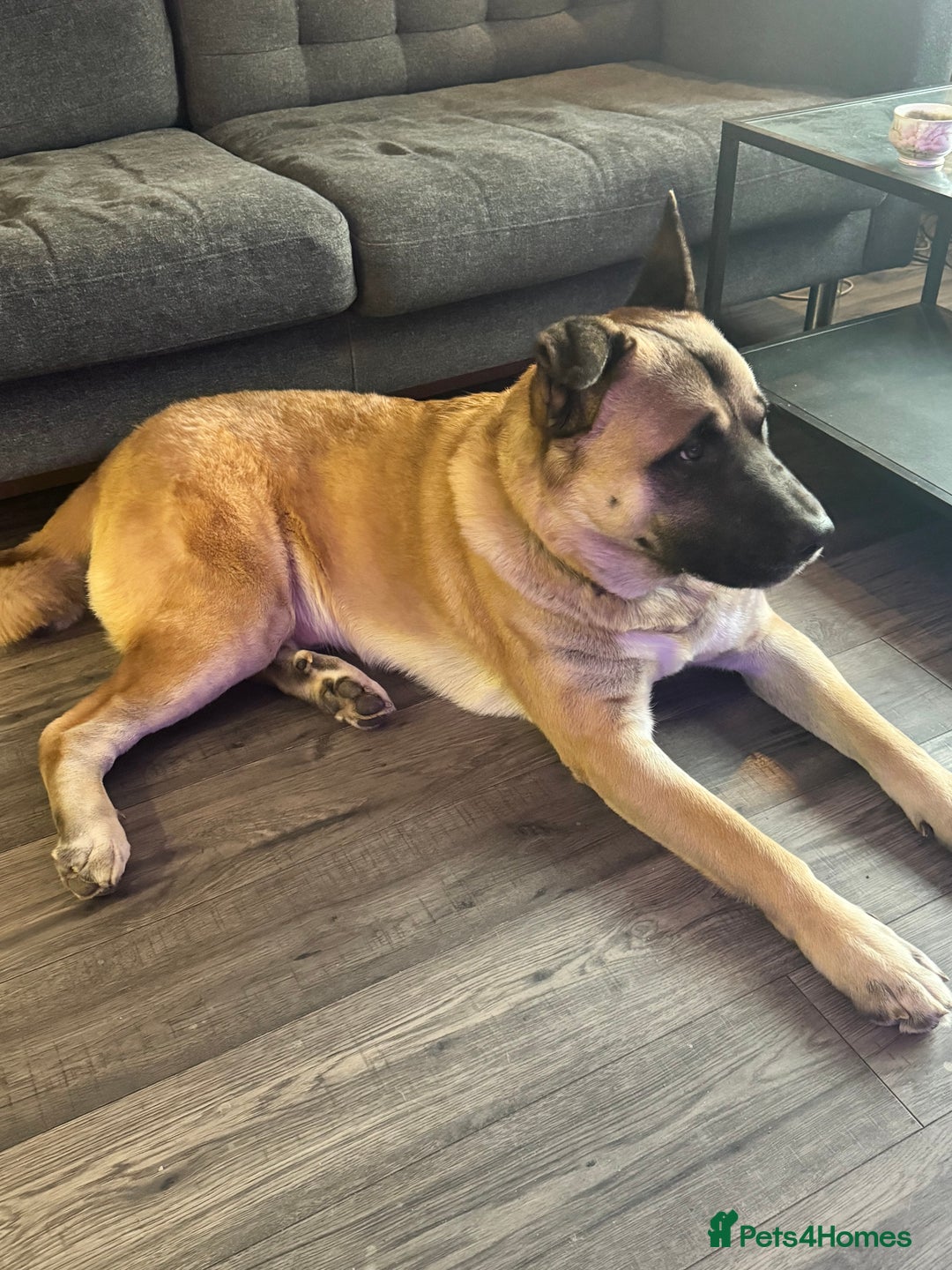 Mixed Breed dogs for sale: 3.5 year old Akita male - Advert 3