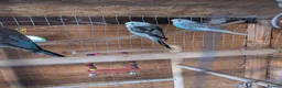 Budgerigars birds for sale: Budgies - Advert 16