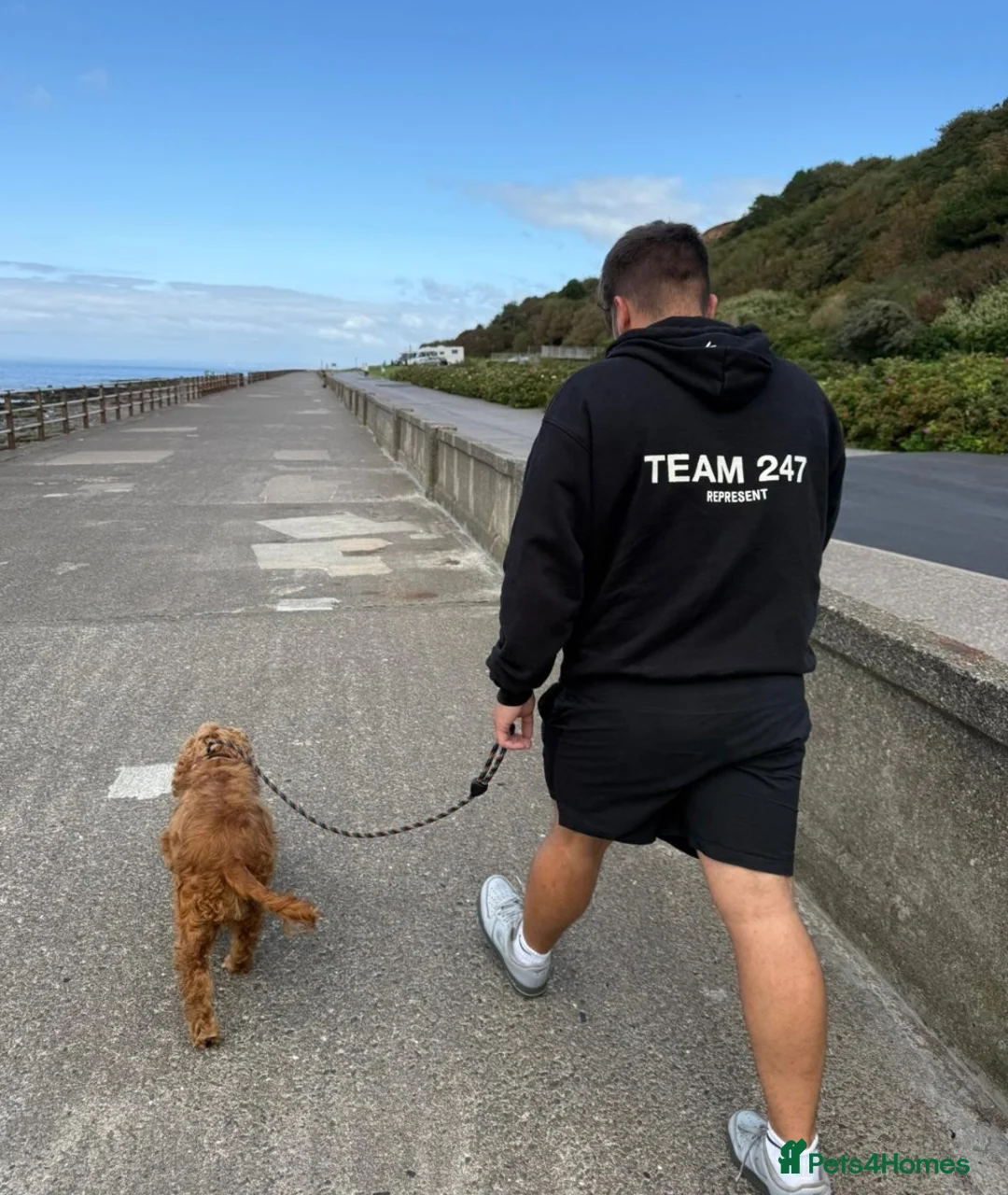 Cocker Spaniel dogs for sale: Show Cocker Spaniel  - Advert 4