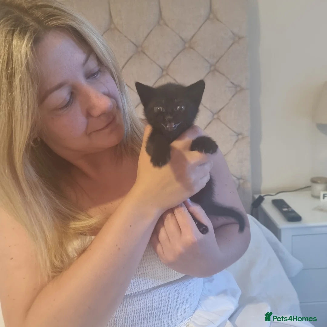 Scottish Fold cats for sale: Scottish straight x male kitten - Advert 4