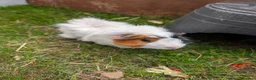 Guinea Pig rodents for sale: Male Guinea pigs - Advert 2