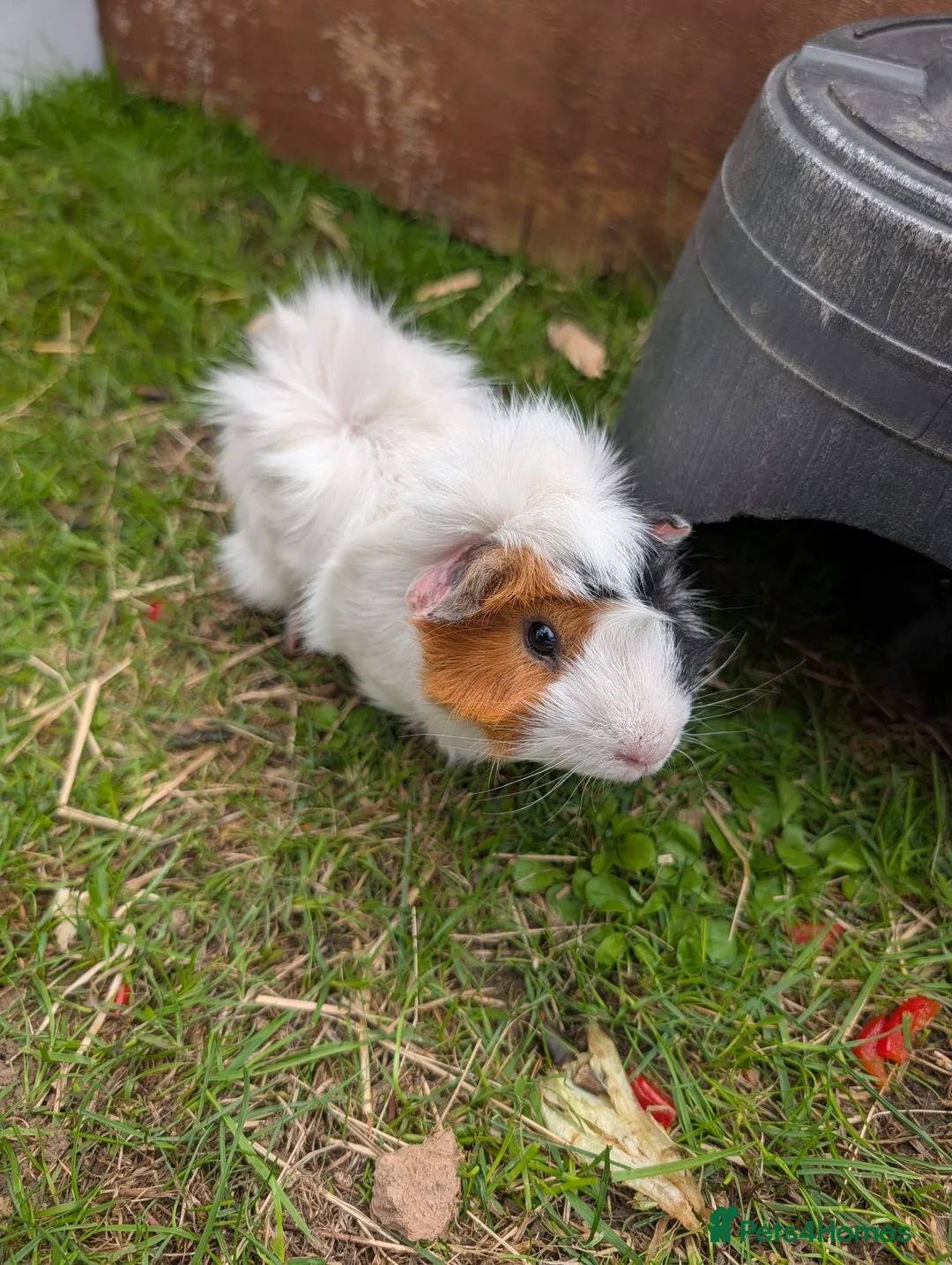 Guinea Pig rodents for sale: Male Guinea pigs - Advert 2