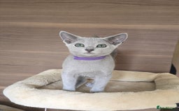 Russian Blue cats for sale: Russian Blue kittens Tica registered  - Image 12