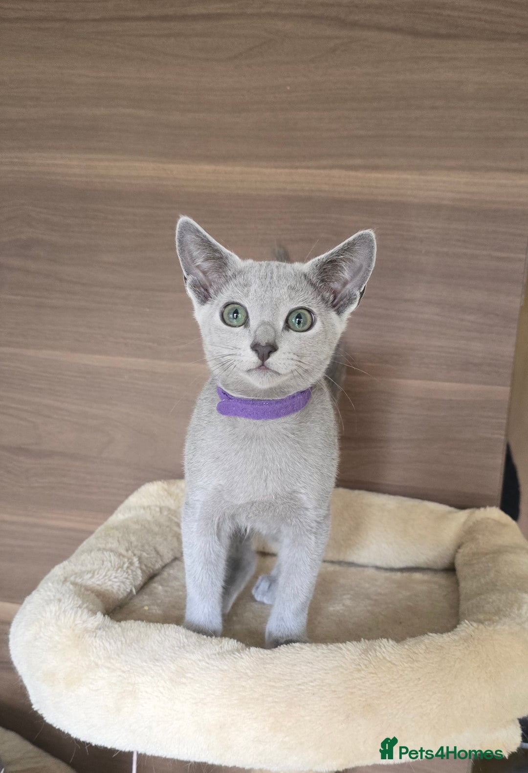 Russian Blue cats for sale: Russian Blue kittens Tica registered  - Image 12