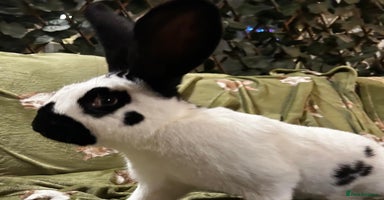 Continental Giant rabbits - Advert 4