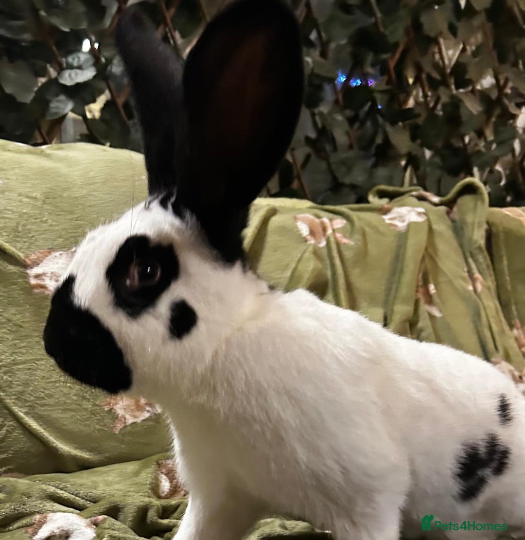 Continental Giant rabbits for sale: Giant Papillon Boy - Image 3