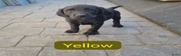 Labrador Retriever dogs for sale: KC BLACK LABRADOR PUPPIES - Advert 16