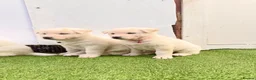 Akita dogs for sale: Akita puppy’s for sale in Birmingham - Advert 10