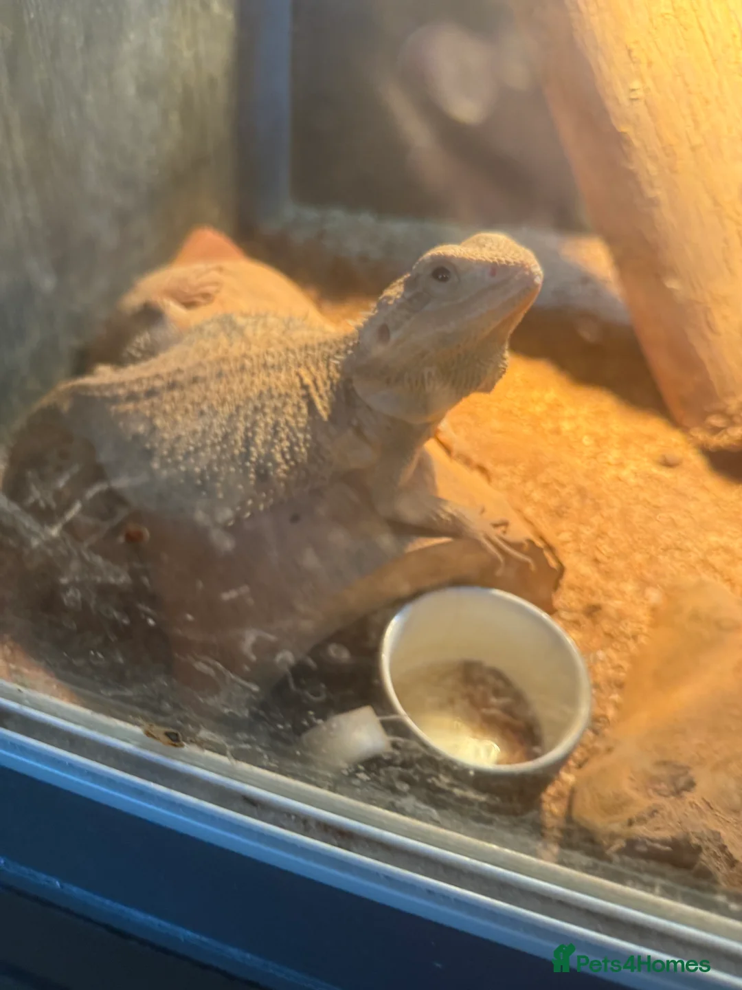 Bearded Dragon reptiles for sale: Bearded dragon (Rango) - Advert 2
