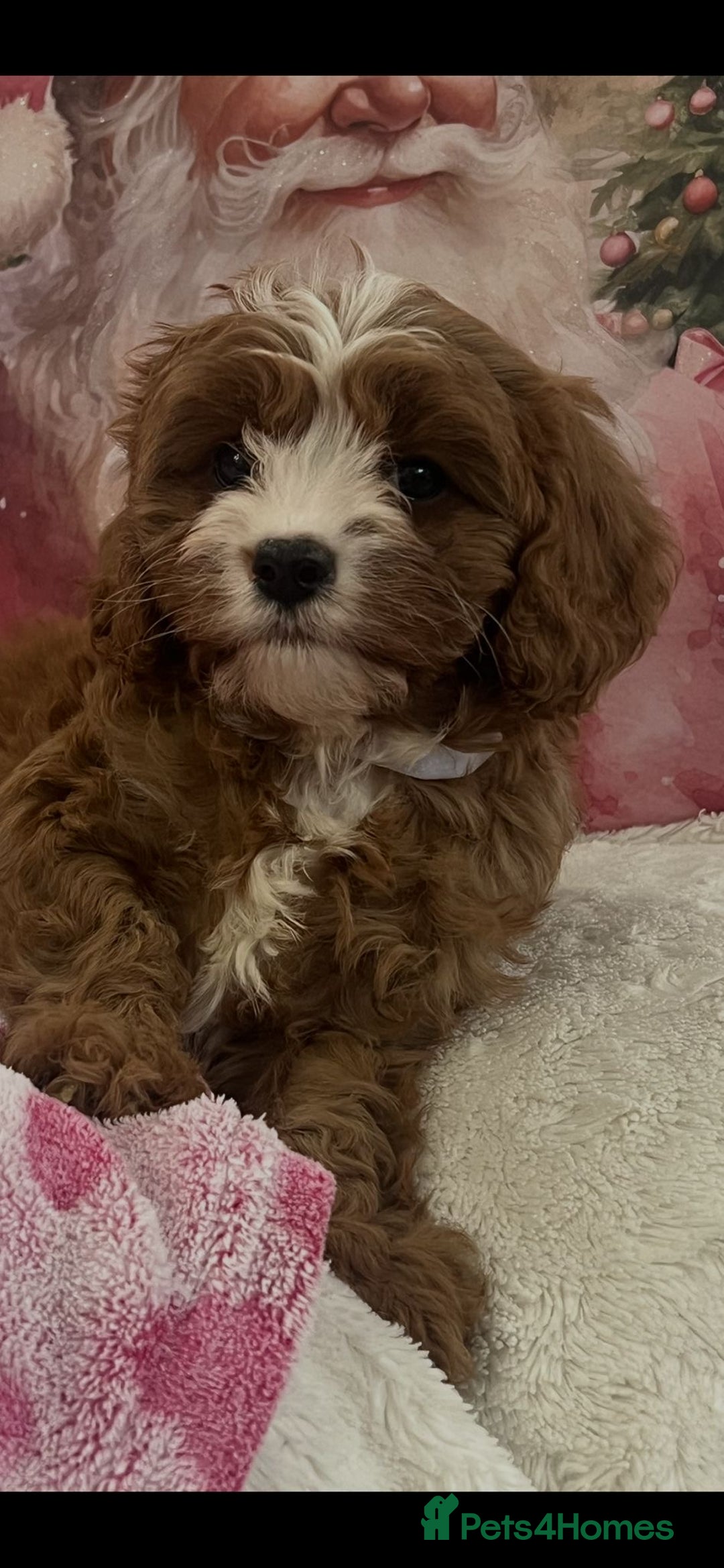 Cavapoo dogs for sale: Cavapoo puppies ready now 🏡 - Advert 14