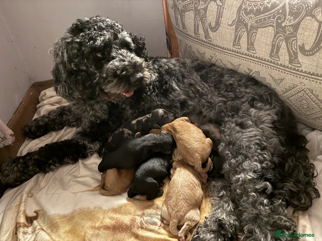 Cockapoo dogs for sale: Cockerpoo puppies F1B  - Advert 2
