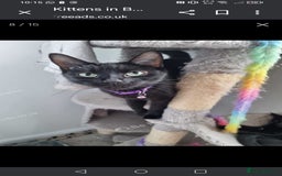 Mixed Breed cats for sale: Kittens  - Image 16