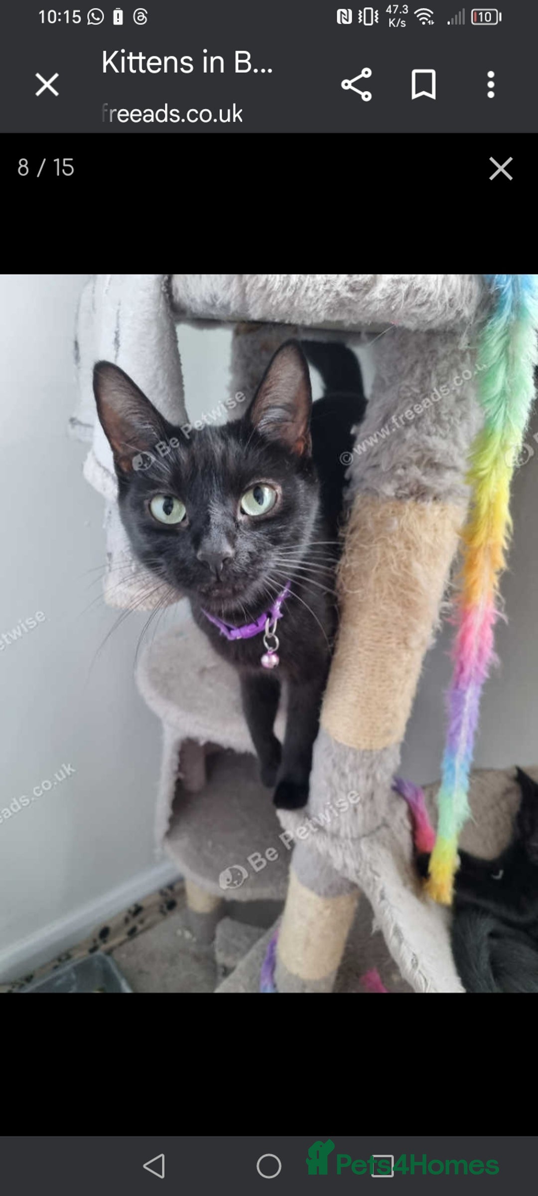 Mixed Breed cats for sale: Kittens  - Image 16